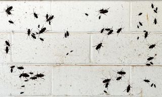 Impossible To Kill - Screenshot 3