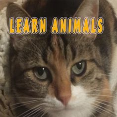 ANIMALS by C. U.(from Bilsem) - Screenshot 1