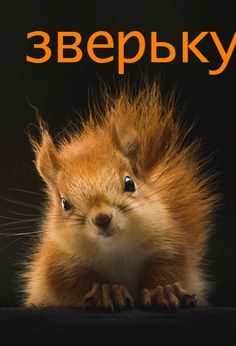 Find pair animal - Screenshot 2