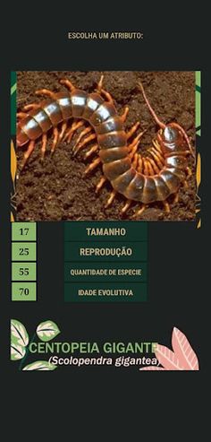 SUPER TRUNFO ANIMAIS - Screenshot 3