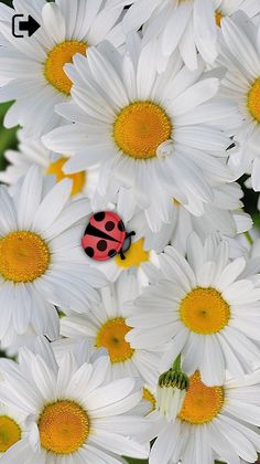 Cat Alone Toy - Fun Games for - Screenshot 1