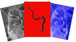 Snakes and Hawks - Screenshot 3