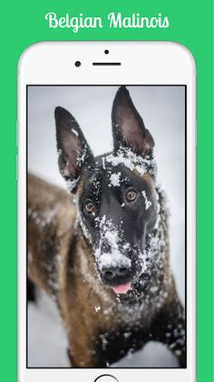 Belgian Malinois - Screenshot 1