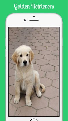 Golden Retrievers - Screenshot 3