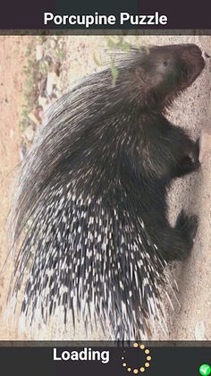 Porcupine Puzzle - Screenshot 1