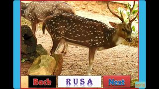 Animal Pictures and Sound - Screenshot 3