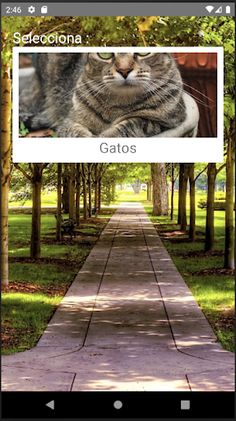 Rompecabezas de Gatos - Screenshot 1