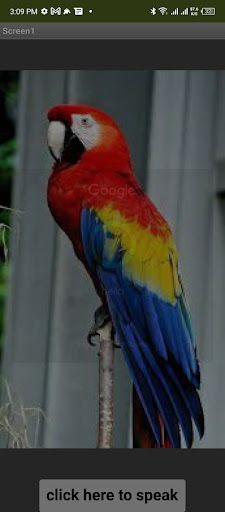 Parrot - Screenshot 3