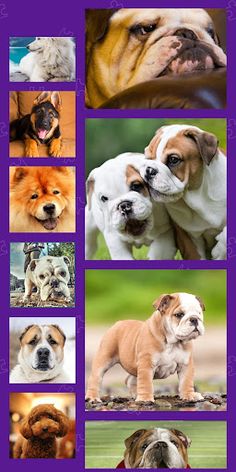 Dogs Photo Puzzle Game - Screenshot 1