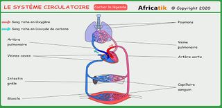 ANATOMIE - Screenshot 2