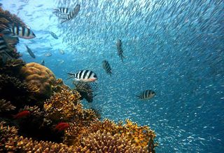 Underwater jigsaw puzzles game - Screenshot 1