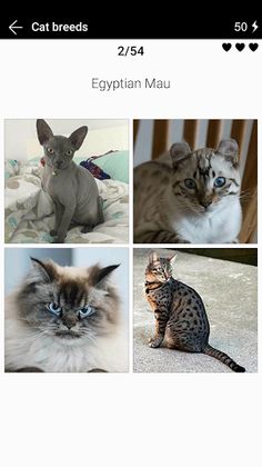 Cat breeds - Photo Quiz - Screenshot 1