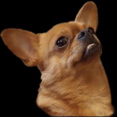 Дачник - Screenshot 1