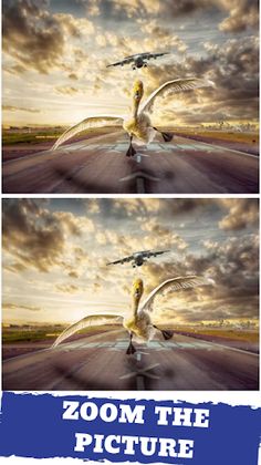 Funny Find The Difference Puzz - Screenshot 3