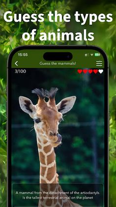Animals for kids - Zoo Quiz - Screenshot 3