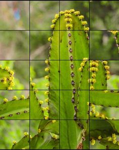 Quebra-Cabeça de Cactos - Screenshot 3