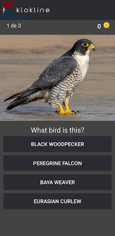 80 Birds Challenge - Screenshot 2