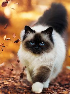 Animals jigsaw & Tile puzzle - Screenshot 2