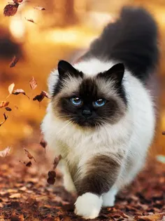 Animals jigsaw & Tile puzzle - Screenshot 2