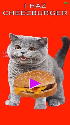 Can I Haz Cheezburger - Screenshot 1