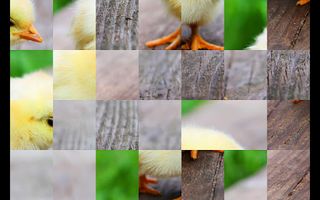 Lovely Bird Puzzles - Screenshot 2