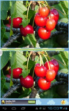 Find Differences Fruit Hunt - Screenshot 3