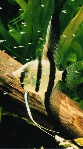 catching fish - Screenshot 3