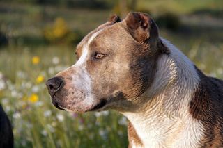 Pitbull dogs jigsaw puzzles - Screenshot 3