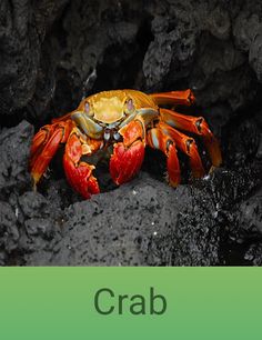 Animal Educator - Screenshot 4