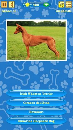 Dogs Quiz - Screenshot 1