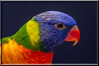 Birds Jigsaw Puzzles - Screenshot 2