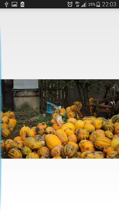 Find The Cat 3 - Screenshot 4