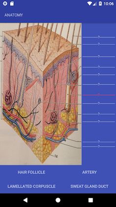 Anatomy Quiz - Screenshot 2