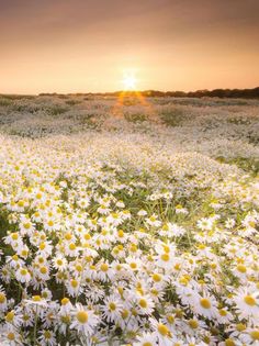 Flower Jigsaw Puzzle Cute - Screenshot 3