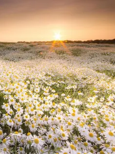 Flower Jigsaw Puzzle Cute - Screenshot 3