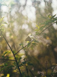 Towering sequoias - Screenshot 3