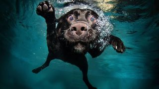 Dog Puzzles Jigsaw Games - Screenshot 1