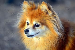Pomeranians dog jigsaw puzzle - Screenshot 2