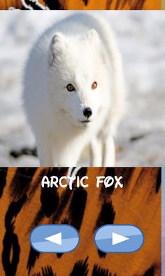 Animals , guess which one - Screenshot 2