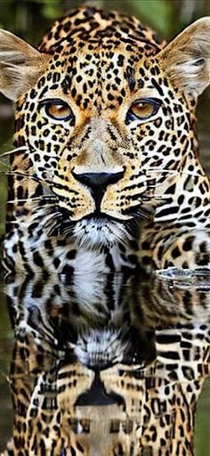 Animals 1 | Jigsaw Puzzle - Screenshot 4