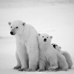 Animal HD Jigsaw Puzzles - Screenshot 3