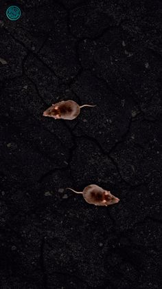 Omar Juegos Para Gatos - Screenshot 2