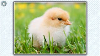 107 Dyr: Premium Version - Screenshot 3