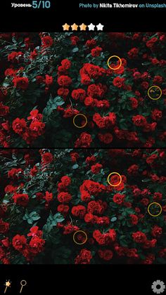 Find 5 Differences - Flowers - Screenshot 4