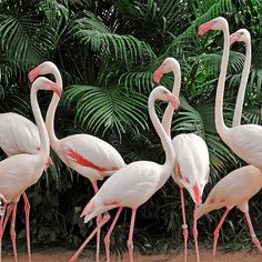 Birds Jigsaw Puzzle Games - Screenshot 4