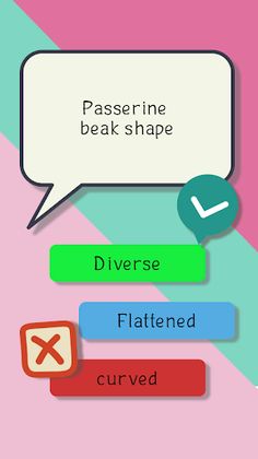 Bird quiz game - Screenshot 4