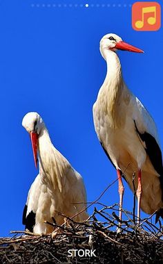 Sound book Farm Animals - Screenshot 3