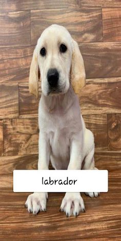 הידעת גזעי כלבים - Screenshot 2