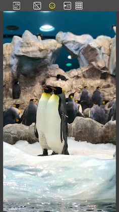 Penguins Swap Pics - Screenshot 3