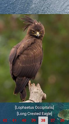 Eagle Attack - Screenshot 3